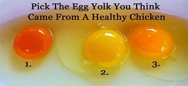 Only 1 Of These Yokes Is From A Healthy Chicken..Can You Tell Which One?